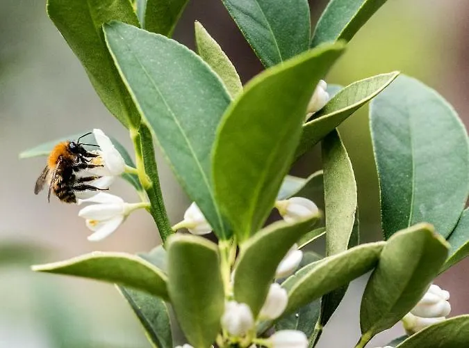 アパートホテル Casa Rosa 4*